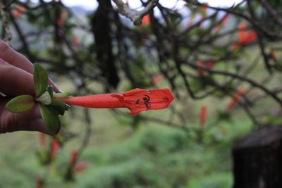 Columnea glabra, photographed by Jake Rehage