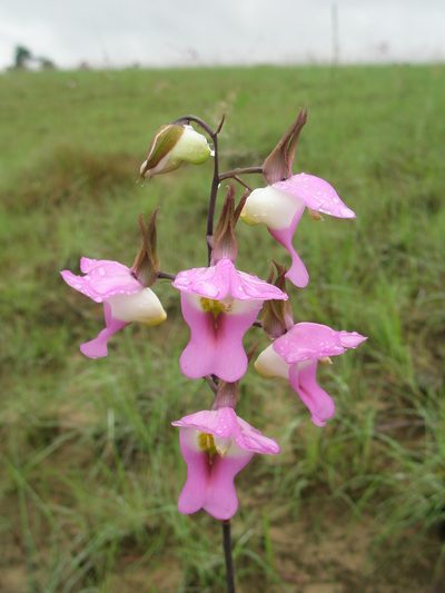 Eulophia cucullata, photographed by hugorainey
