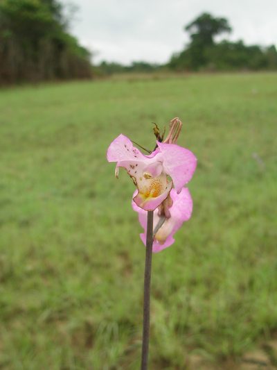 Eulophia cucullata, photographed by hugorainey