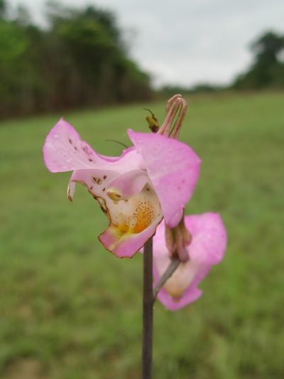 Eulophia cucullata, photographed by hugorainey