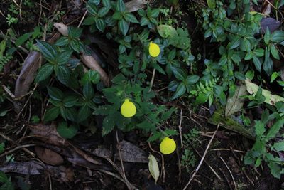 Calceolaria tripartita, photographed by Jake Rehage