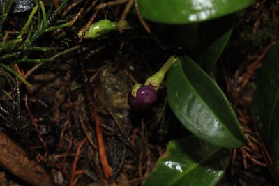 Anthurium scandens, photographed by Jake Rehage