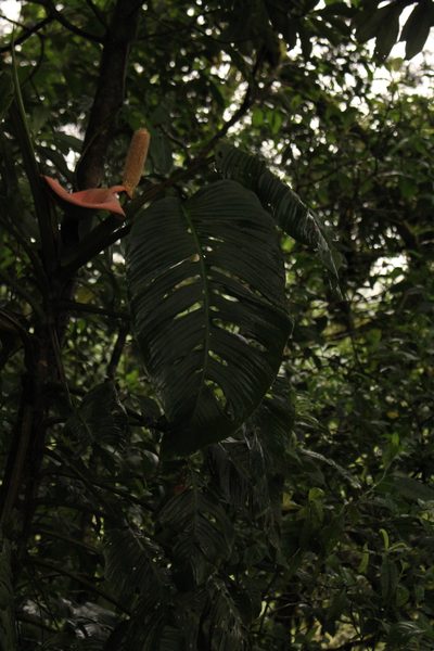 Monstera oreophila, photographed by Jake Rehage