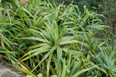 Freycinetia formosana, photographed by Cheng-Tao Lin