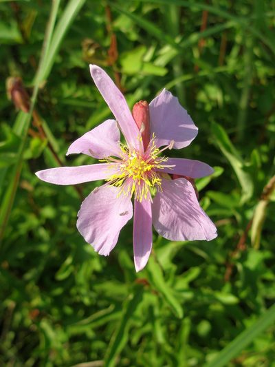 Clappertonia ficifolia, photographed by hugorainey