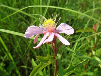 Clappertonia ficifolia, photographed by hugorainey