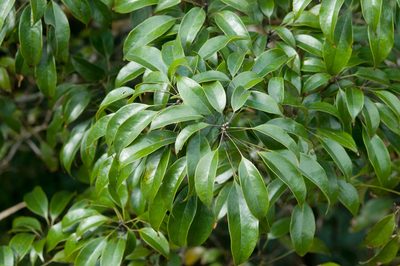 Meliosma squamulata, photographed by Cheng-Tao Lin