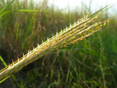 Chrysopogon zizanioides, photographed by hugorainey