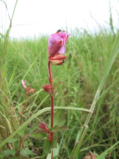 Clappertonia ficifolia, photographed by hugorainey