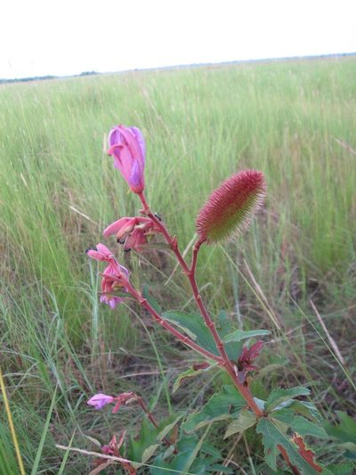 Clappertonia ficifolia, photographed by hugorainey
