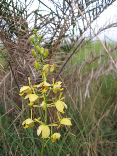 Eulophia angolensis, photographed by hugorainey