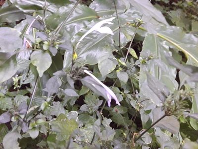 Isoglossa cooperi, photographed by Ferncliffe forest wilding