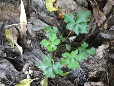 Sanicula elata, photographed by Ferncliffe forest wilding