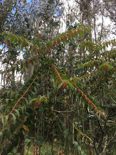 Phyllanthus salviifolius, photographed by David Parra Puente