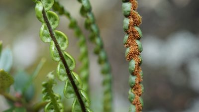 Melpomene moniliformis, photographed by Jairo Pinto