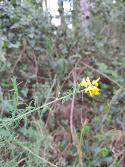 Genista hispanica, photographed by Denys Vynokurov