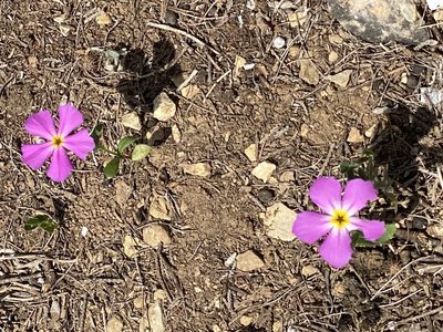Phlox roemeriana, photographed by Gary Rogers