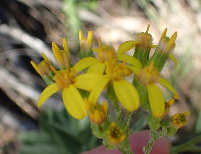 Senecio crenatus, photographed by Nicola van Berkel
