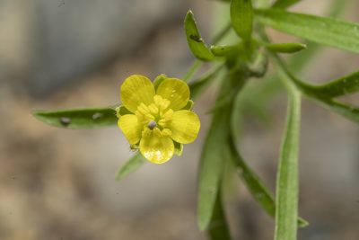 Ranunculus arvensis, photographed by Eleftherios Katsillis