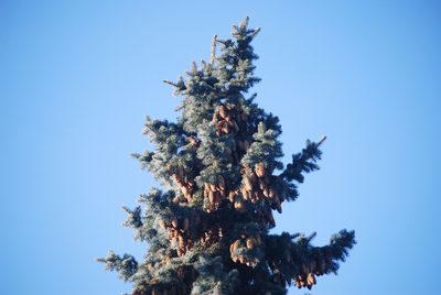 Picea pungens, photographed by Geoffrey Carter