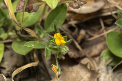 Anthyllis circinnata, photographed by Eleftherios Katsillis