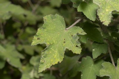 Malva unguiculata, photographed by Eleftherios Katsillis