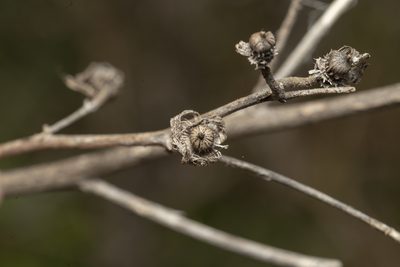 Malva unguiculata, photographed by Eleftherios Katsillis