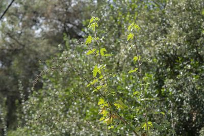 Malva unguiculata, photographed by Eleftherios Katsillis
