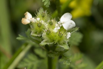 Orlaya daucoides, photographed by Eleftherios Katsillis