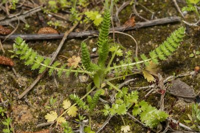 Lagoecia cuminoides, photographed by Eleftherios Katsillis