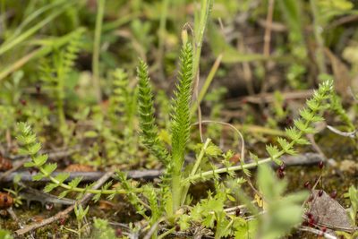Lagoecia cuminoides, photographed by Eleftherios Katsillis