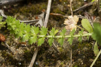 Lagoecia cuminoides, photographed by Eleftherios Katsillis