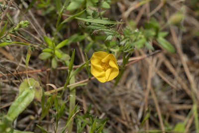 Fumana arabica, photographed by Eleftherios Katsillis