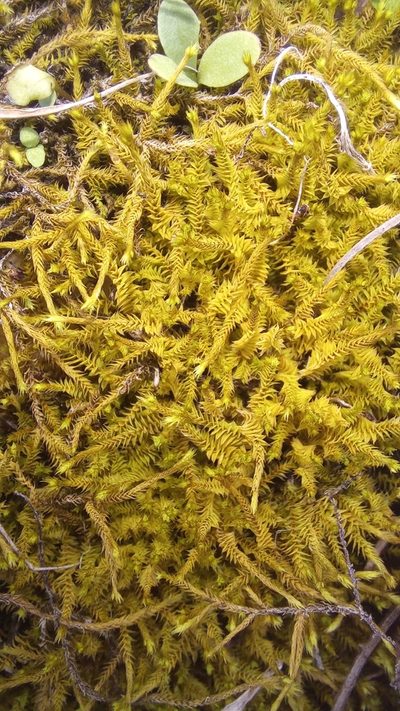 Triquetrella tristicha, photographed by kevin koen