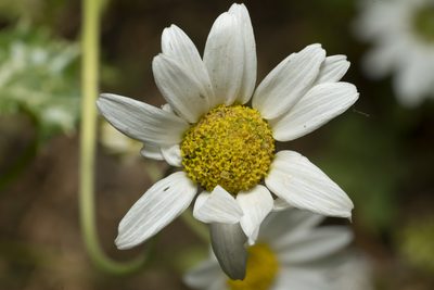 Anthemis chia, photographed by Eleftherios Katsillis