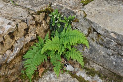 Dryopteris pallida, photographed by Todd Boland