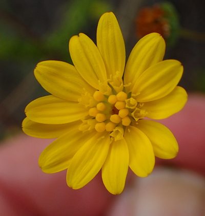 Euryops munitus, photographed by Nicola van Berkel