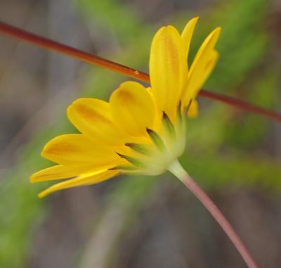 Euryops munitus, photographed by Nicola van Berkel
