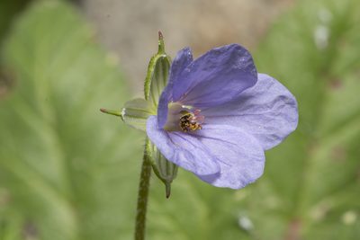 Erodium gruinum, photographed by Eleftherios Katsillis