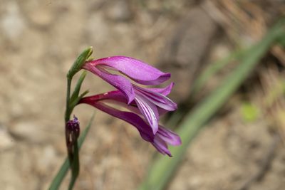 Gladiolus anatolicus, photographed by Eleftherios Katsillis