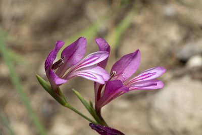 Gladiolus anatolicus, photographed by Eleftherios Katsillis