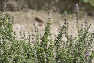 Satureja thymbra, photographed by Eleftherios Katsillis
