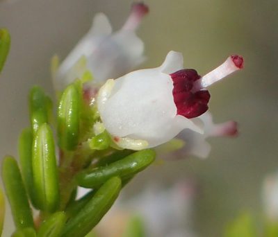 Erica simulans, photographed by Nicola van Berkel