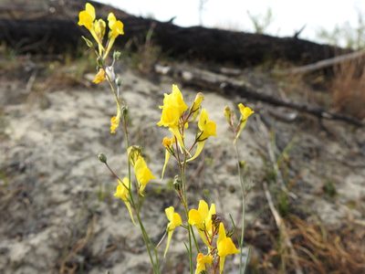 Linaria spartea, photographed by Duarte Frade