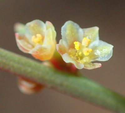Clutia ericoides, photographed by Nicola van Berkel