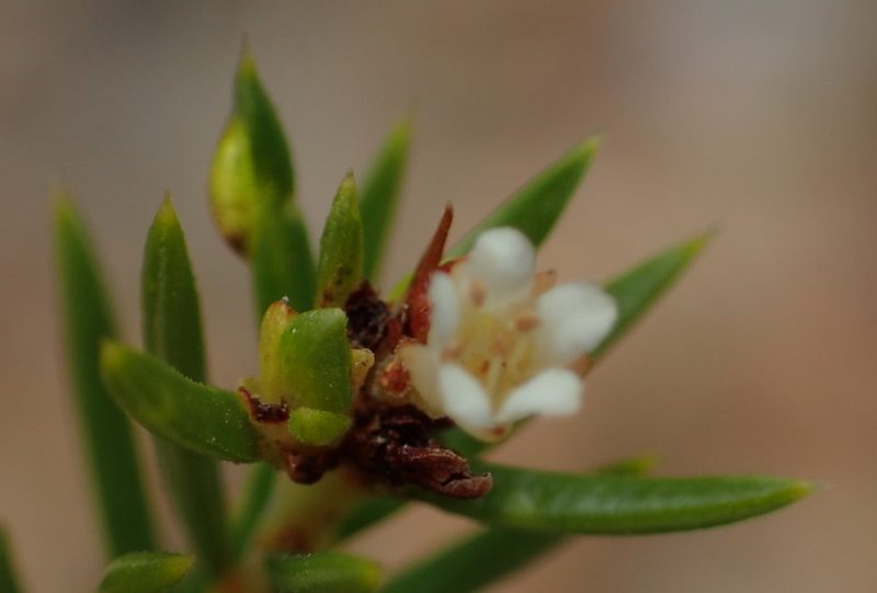 Diosma rourkei, photographed by Nicola van Berkel