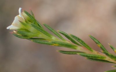 Diosma rourkei, photographed by Nicola van Berkel