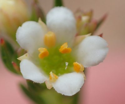 Diosma rourkei, photographed by Nicola van Berkel