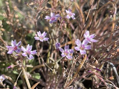 Claytonia gypsophiloides, photographed by rappman