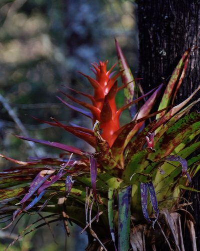 Tillandsia imperialis, photographed by Frank Sengpiel